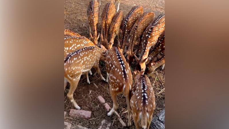 মোংলায় দুবাই সিমেন্ট কোম্পানির ভেতরে শতাধিক হরিণ বন্দি রয়েছে: চাঞ্চল্যকর অভিযোগ