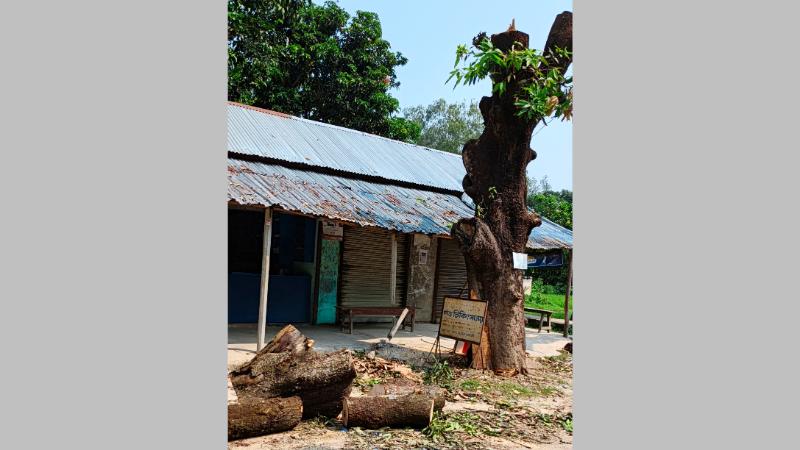 তানোরে শতবর্ষী সরকারি আমগাছ কর্তন জব্দ