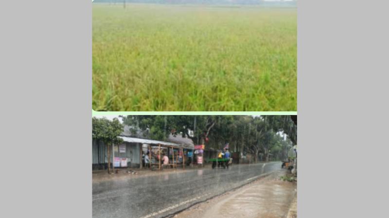 তানোরে অবশেষে বৃষ্টির দেখা স্বস্তিতে কৃষক