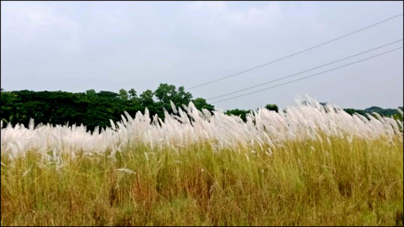 ভোলায় কাশফুলে শুভ্রতা