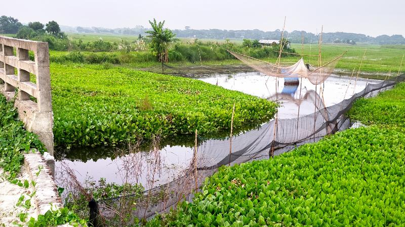 <span>হোমনায় বিপন্ন দেশীয় মাছ / </span>মুক্ত জলাশয়ে অবৈধ জালের গ্রাস, হুমকির মুখে জলজ বাস্তুতন্ত্র