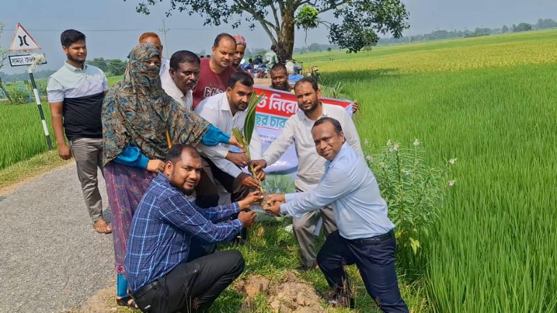 বজ্রপাত নিরোধনে জয়পুরহাটে ২০০ তালের চারা রোপন