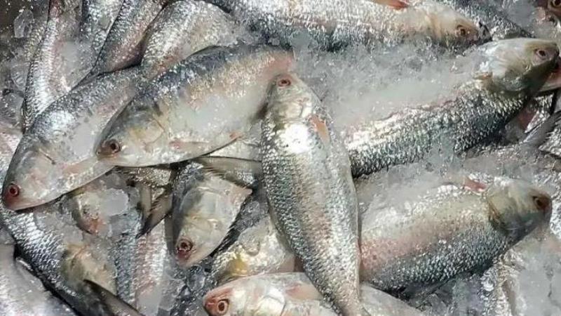 শেষ মুহূর্তে বাজারে বেড়েছে ইলিশের আমদানি